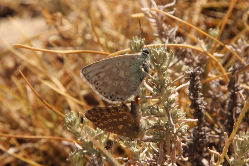 M e F  : foto di coppia